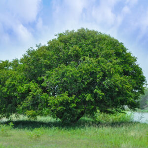 macassar ebony tree