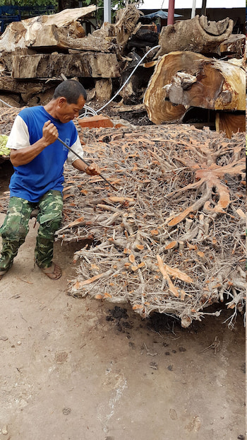 men working on a lychee tree root